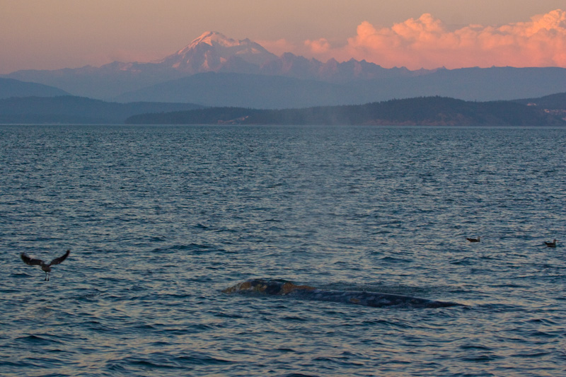 Gray Whale And Mount Baker At Sunset